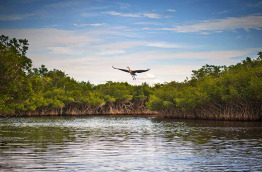 Etats-Unis - Everglades © shaferaphoto - Shutterstock
