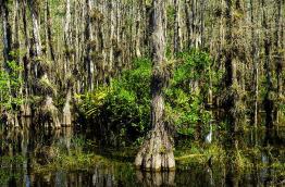 Etats-Unis - Everglades © Don Fink - Shutterstock