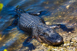 Etats-Unis - Everglades © Offstock - Shutterstock