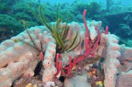 Guadeloupe - Deshaies - Tropicalsub Diving