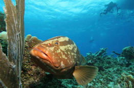 Iles Cayman - Cayman brac - Reef divers