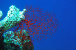 Indonésie - Kalimantan - Nabucco Island - Extra Divers
