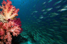 Indonésie - Raja Ampat - Misool Eco Resort Dive Centre