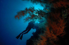 Indonésie - Sulawesi - Manado - Tasik Divers