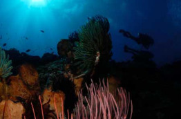 Indonésie - Sulawesi - Manado - Tasik Divers