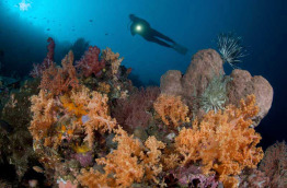 Indonésie - Nord Sulawesi - Murex Dive Resorts Manado