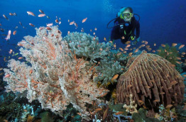 Indonésie - Sulawesi - Wakatobi Dive Center © Walt Stearns