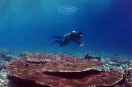 Malaisie - Bornéo - Mataking - The Reef Dive Resort © Lawrence Alex Wu