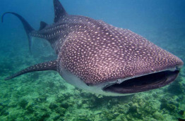 Maldives - Nika - La plongée - Requin baleine