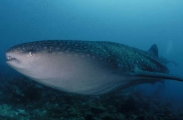 Maldives - Ocean Pro - La plongée - Requin baleine
