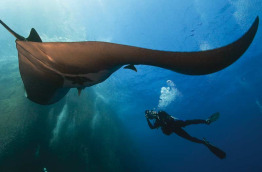 Mexique - Croisière Nautilus Liveaboards - Mer de Cortez © Deb Smrekar