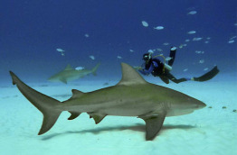 Mexique - Yucatan - Playa del Carmen - Phocea Mexico - Plongée requin-bouledogue