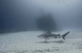 Mexique - Yucatan - Playa del Carmen - Phocea Mexico - Plongée requin-bouledogue © Fabrice Guerin