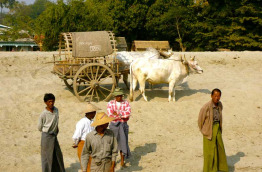 Myanmar - Mingun - Char à boeufs de Mingun