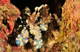 Philippines - Cebu - Malapascua - Dive Society