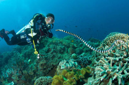 Philippines - Negros- Dumaguete - Atlantis Dive Shop © JC Evans