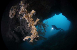 Philippines - Negros- Dauin - Negros Divers Thalatta © Alex Stoyda