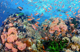 Philippines - Puerto Galera - Blue Lagoon Dive Resort
