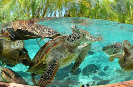 Polynésie - Bora Bora - Le Meridien Bora Bora - Turtle Sanctuary