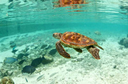 Polynésie - Bora Bora - Le Meridien Bora Bora - Activités écologiques