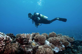 Polynésie française - Bora Bora - Eleuthera Bora Diving Center - Marie-Charlotte Ropert
