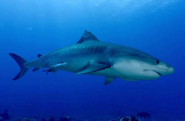 Polynésie française - Tahiti - Plongée requin tigre avec Fluid