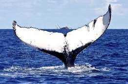 Croisière Baleines à Silver Bank © Conscious Breath Adventures