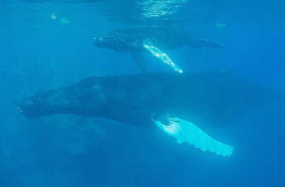 Rpublique dominicaine - Les baleines de Silver Bank  bord du Turks & Caicos Explorer II