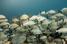 Turks & Caicos - Grand Turk - Oasis Divers