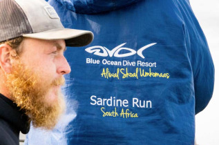 Afrique du Sud - Sardine Run - Blue Ocean Dive © John Restivo