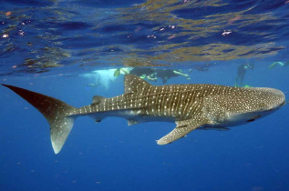Australie - Exmouth - Rencontre avec les requins-baleines