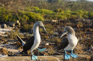 Equateur - Galapagos - Découverte des Galapagos depuis l'île de San Cristobal © Shutterstock, Rene Baars