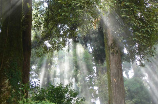 Inde - Dans les forêts de Darjeeling © Kanojia