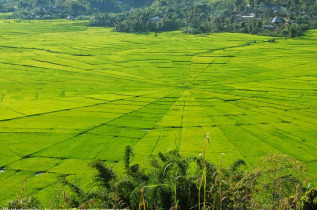 Indonésie - Les rizières de Cancar