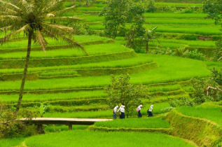 Indonésie - Les rizières de Lombok