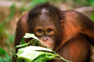 Malaisie - Circuit Batang Ai - Les orangs-outans de Semenggoh