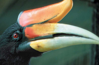 Malaisie - Circuit Découverte des orangs-outans - Les oiseaux de la rivière Kinabatangan