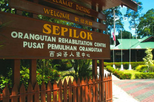 Malaisie - Le centre de réhabilitation de Sepilok