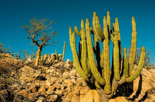Mexique - Baja California © Leonardo Gonzalez - Shutterstock