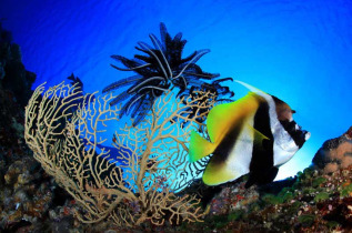 Micronésie - Palau - Palau Siren © Gerald Rambert