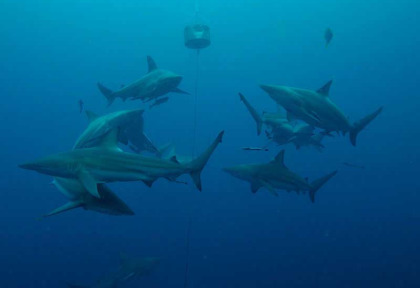 Afrique du Sud - Umkomaas - Blue Ocean Dive Resort