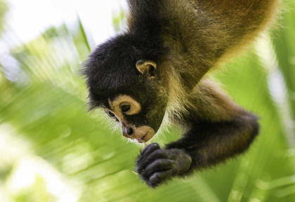 Costa Rica - Escapade à Corcovado © Shutterstock, Kit Korzun