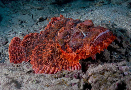 Egypte - Croisière plongee Red Sea Explorer © Extra Divers