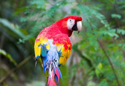 Honduras - Plages, oiseaux et trésors mayas du Honduras © Shutterstock, Autumn Sky Photography