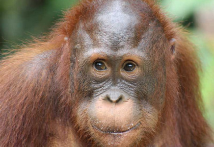 Indonésie - Kalimantan - Les orangs-outans de Samboja