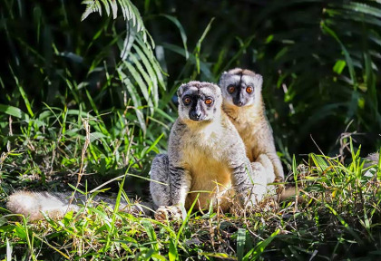 Madagascar - Lémuriens © Shutterstock, Arto Hakola