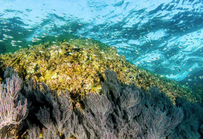Mexique - Croisière Nautilus Liveaboards - Cabo Pulmo © Shutterstock - Leonardo Gonzalez