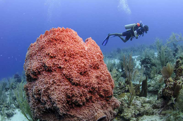 Belize - Plongée Ambergris Caye © Belize Tourism Board