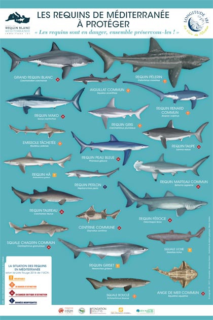 Poster de requin