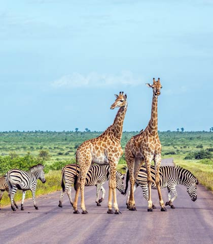 Girafe dans le Parc de Kruger
